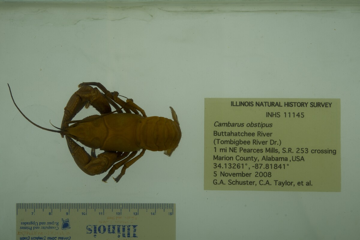 Cambarus obstipus image